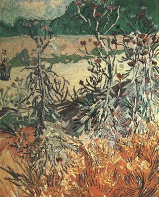 Vincent Van Gogh Thistles (nn04) Germany oil painting art